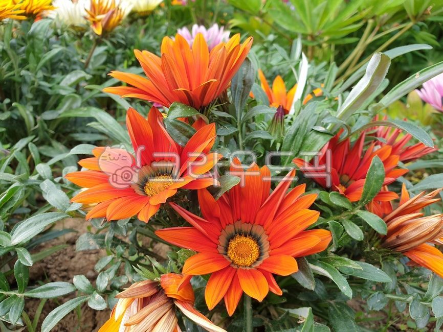 주홍색가자니아,가자니아,꽃,flower,plant,식물,식물,자연,plants,nature,꽃,flower