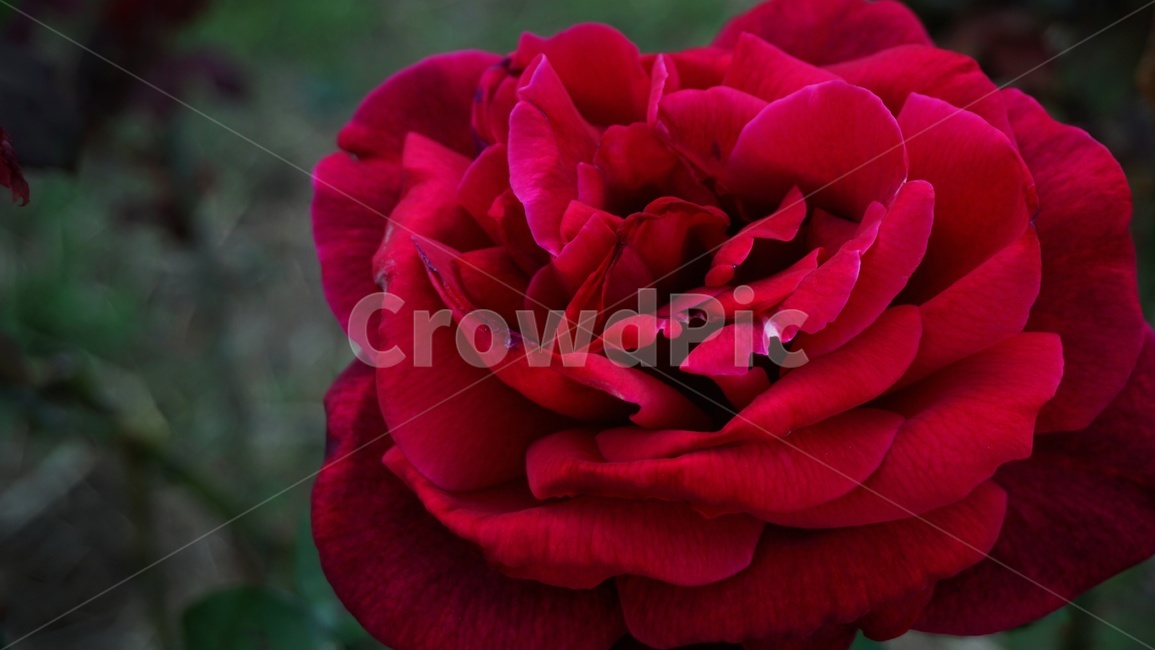 장미,빨강,rose,red,빨간장미,flower,blossom,plant,식물,꽃,피우다,꽃이피다,봄,여름,가시,강렬한,열정적인,붉은,붉다,색감,colorful,다채로운,정렬적인,식물,자연,plants,nature,꽃,flower