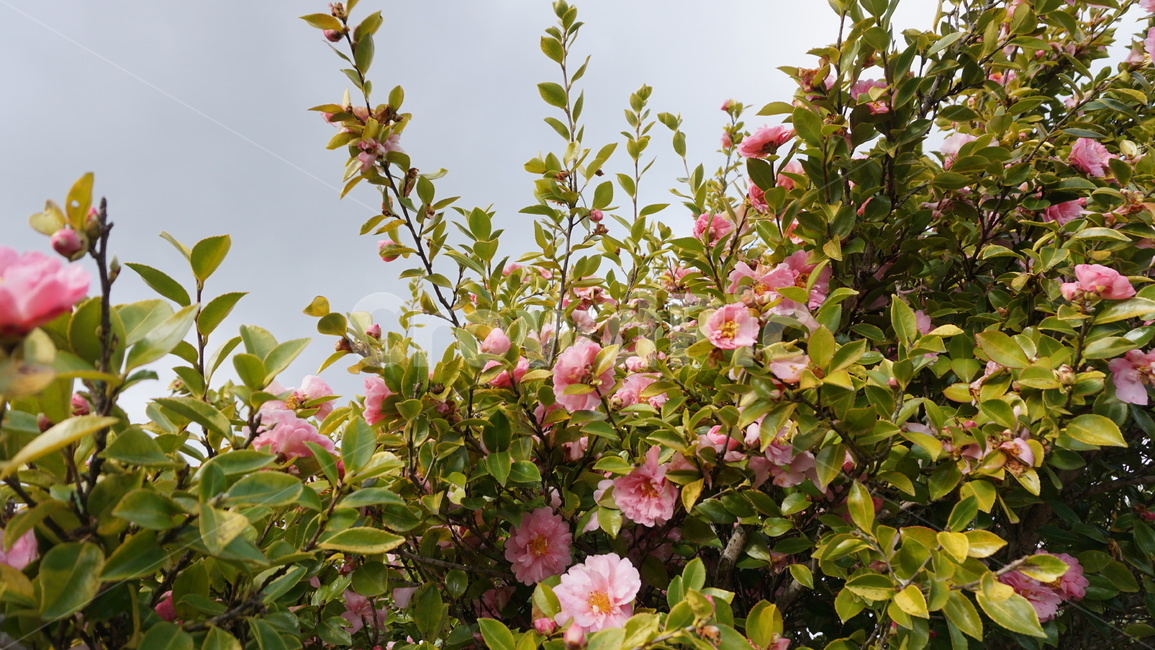 꽃,잎파리,분홍색,핑크색,하늘,flower,leaf,pink,sky