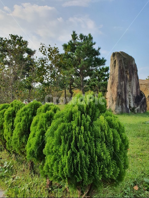 식물,나무,돌,구름,녹색,자연,풍경,nature,landscape,tree,plant,outdoors,옥외