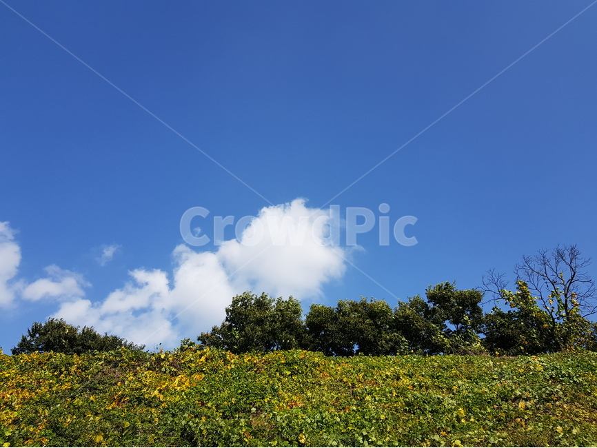 나무,하늘,푸른,파란,파란하늘,자연,풍경,nature,landscape,식물,plants,구름,자연,풍경,nature,landscape,grassland,목초지,outdoors,옥외,field,들,meadow,farm,농장,rural,농촌