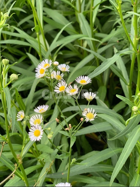 개망초,꽃,자연,계란꽃,풀,식물,자연,plants,nature