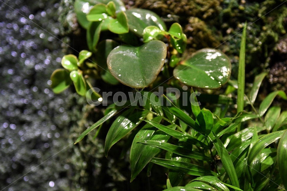 생명,자연,생물,환경,녹색,잎,잎사귀,나뭇잎,물방울,이슬,식물,plants,natrue,이끼,식물,자연,plants,nature