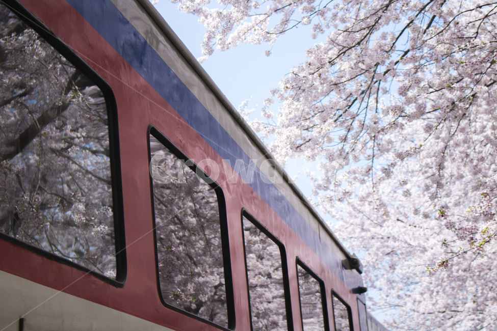 경화역,전철,벚꽃,봄,벚꽃축제,반영,반사,낭만,봄,계절,spring,season,식물,자연,plants,nature,꽃,flower,나무,trees,wood