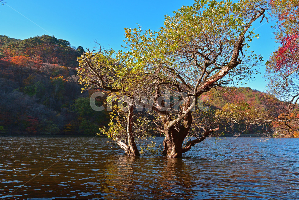 주산지,경북청송,청송,청송주산지,주산지단풍,주황산주산지,가을,계절,fall,autumn,season,식물,자연,plants,nature,나무,trees,wood,plant,tree,water,물,outdoors,옥외,tree trunk,나무 줄기