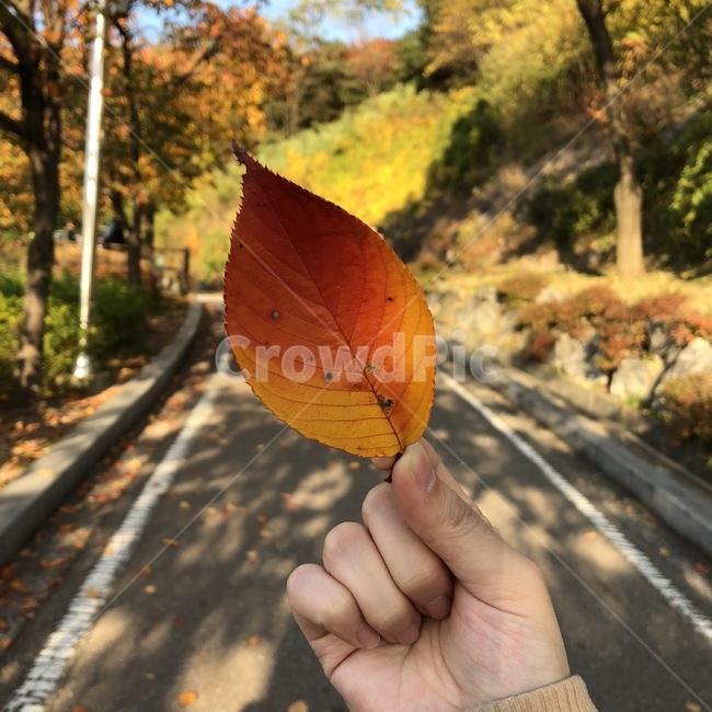 가을,단풍,그라데이션,나뭇잎,산책,가을,계절,fall,autumn,season,leaf,잎,plant,식물