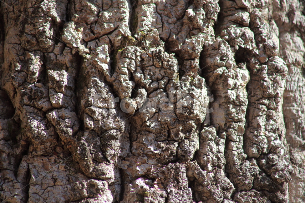 상구리나무,도토리나무,껍질,식물,bark,나무껍질,수피,나무,trees,wood