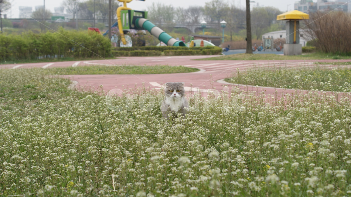 고양이,공원,고양이산책,애묘,애완동물