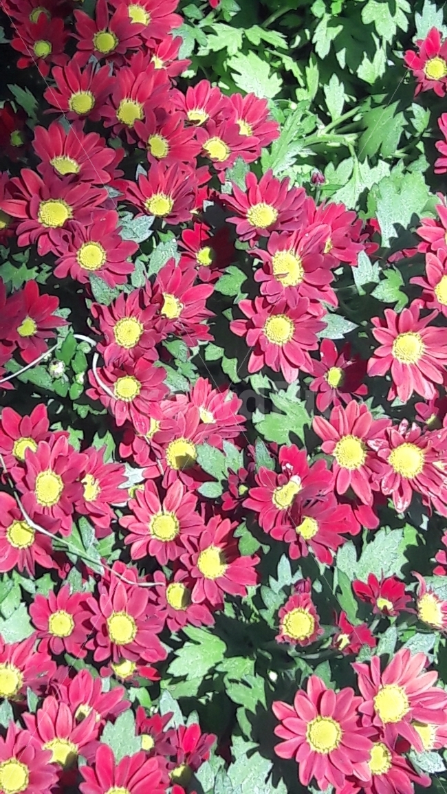 국화,꽃,소국,핸섬,자주,식물,자연,plants,nature,꽃,flower