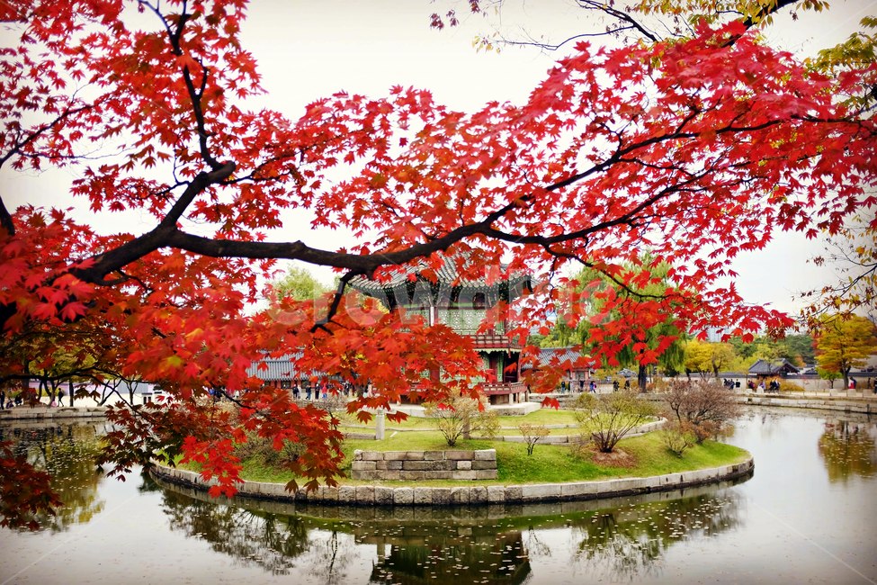 경복궁,향원정,가을,단풍,대한민국,가을,계절,fall,autumn,season,한국전통,한국문화,korean traditional,korean culture,랜드마크,landmark,tourist attraction,한국랜드마크,한국관광지,한국명소,korea landmark,korea tourist attraction,plant,식물,tree,나무,maple