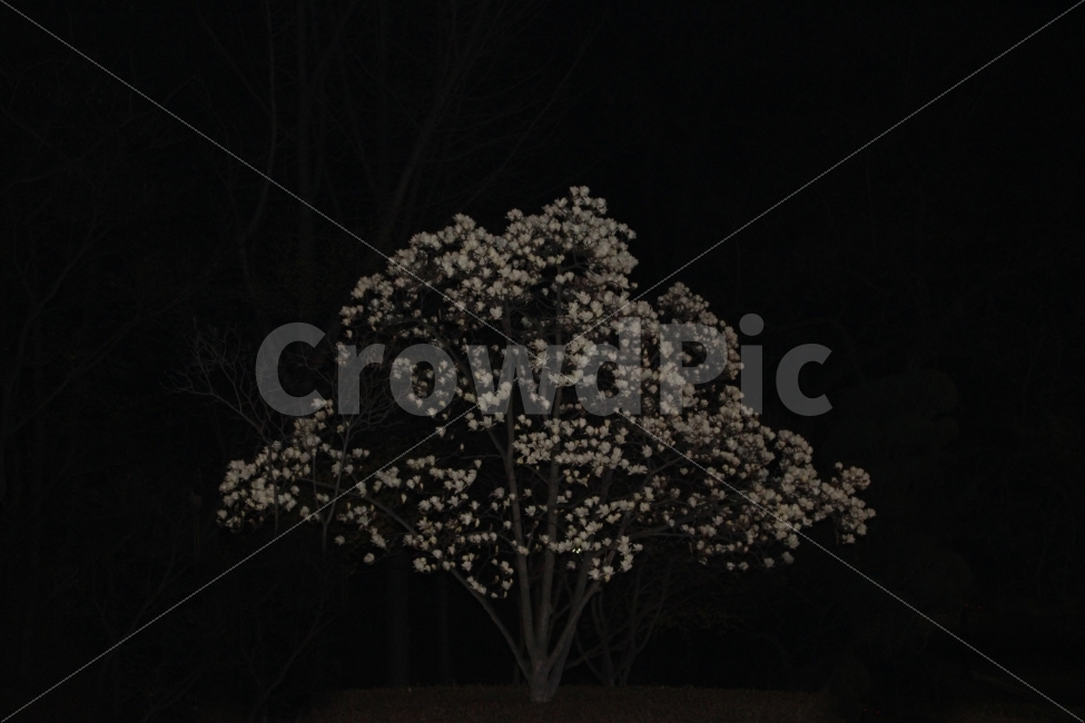 목련,밤,꽃,어둠,자연,나무,봄,식물,자연,plants,nature,봄,계절,spring,season,꽃,flower,야경,밤,풍경,nightscape,night,landscape,outdoors,옥외
