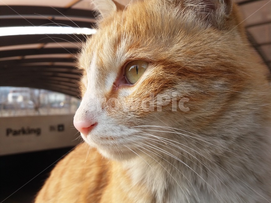 고양이,치즈태비,코리안숏헤어,길고양이,동물