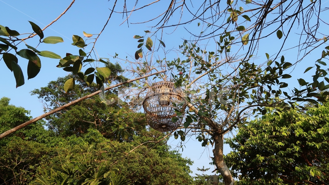 랜턴,대나무,대나무랜턴,리조트,나무,하늘,데코,잎사귀,decoration,beautiful,lamp,background,sky,nature,tree,decorative,outdoor,style,wood,lanterns,우드