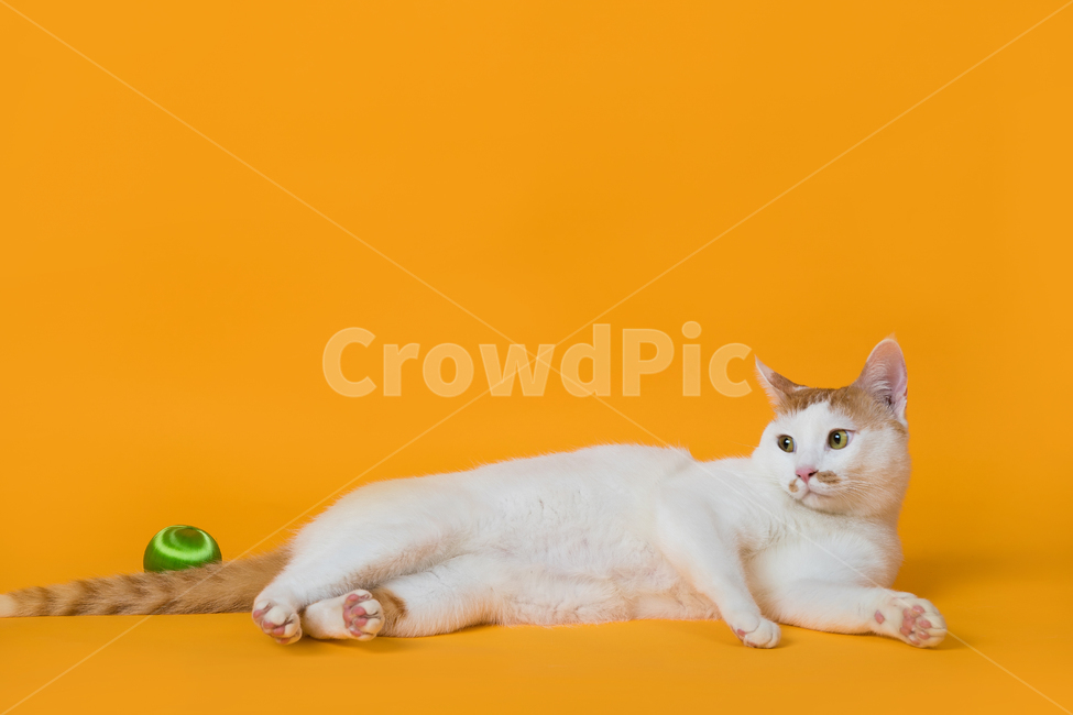 play,color,yellow,background paper,cute,watching,yellow background,ball,white,white cat,cat,indoors,floor,round ball,muted,toy,nose,pretty,green,one horse,orange,appearance,closeup,background,comfortable,spot,looking,playing,staring,lying down