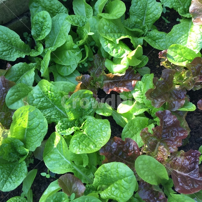 상추,배추,식물,야채,plant,vegetable,채소,야채,vegetables,농업,농사,agriculture,farming,farming industry