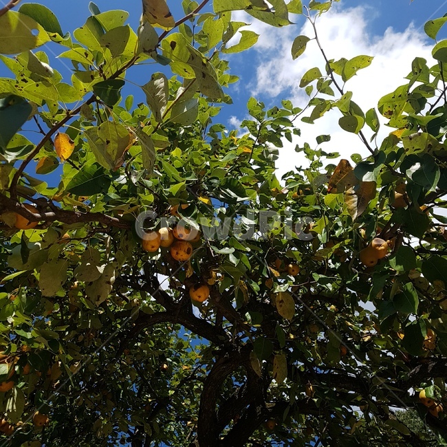 가을,배나무,열매,나무,pear,peartree
