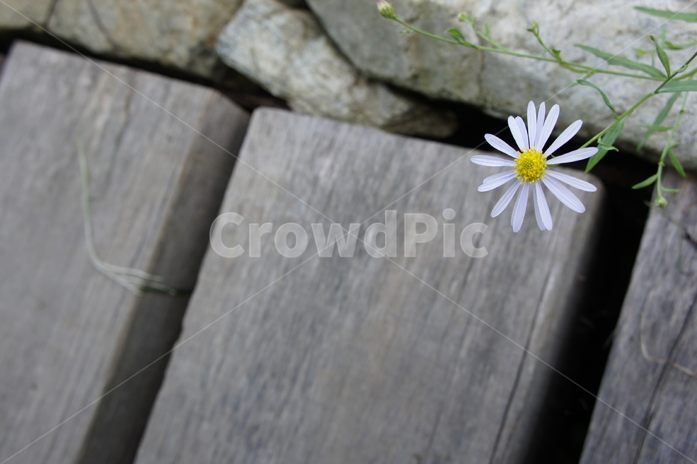 꽃,자연,flower,들꽃,흰색노랑