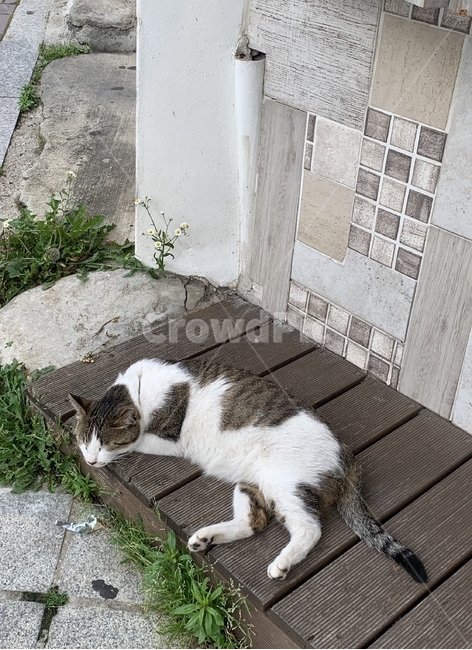 animal,동물,mammal,포유류,cat,고양이,길냥이,코숏,코리아숏헤어,sleep,동물,animal,포유류,mammal,고양이,cat,kitten,kitty