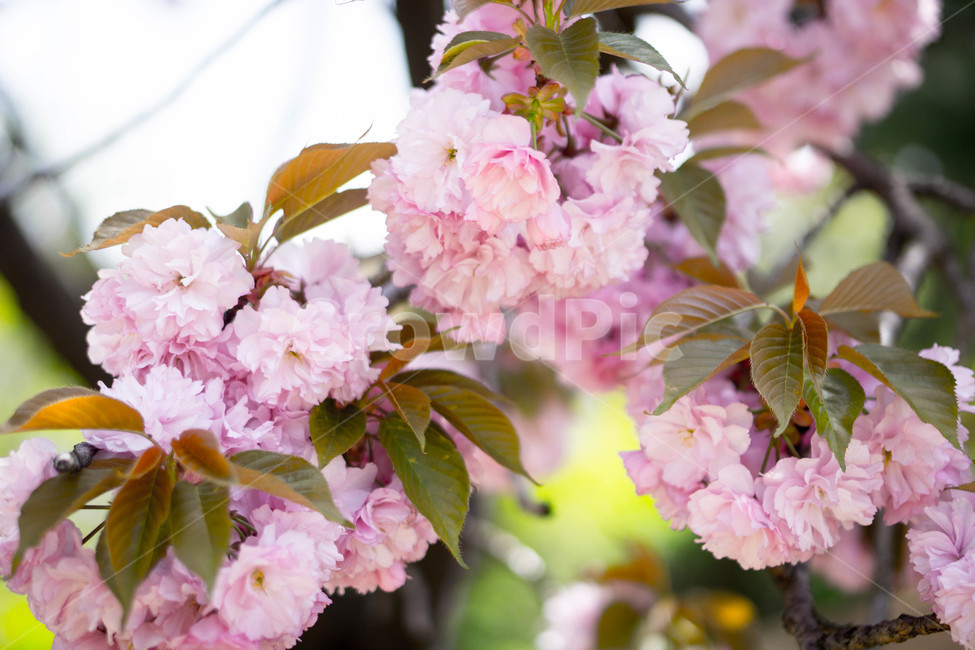 겹벚꽃,왕벚꽃,핑크,봄,하늘,풍경,계절,spring,season,식물,자연,plants,nature,꽃,flower,보라매공원,봄,계절,spring,season,식물,자연,plants,nature,꽃,flower,plant,blossom