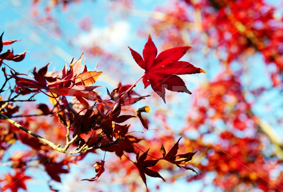 자연,풍경,가을,단풍,단풍잎,식물,plants,nature,감성,감정,sensible,feeling,계절,fallautumnseason,가을,계절,fall,autumn,season,식물,자연,plants,nature,감성,sensible,feeling,leaf,잎,plant,tree,나무,maple
