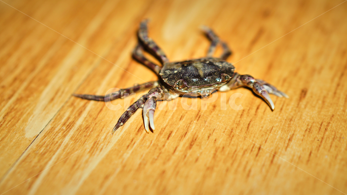 게,밤게,칠게,바다,갯벌,갯뻘,서해,접사,초접사,crap,nature,shellfish,동물,animal