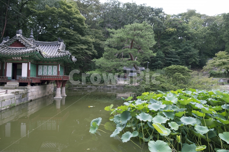 창경궁,창덕궁,후원,비원,이조시대,한국전통,한국문화,korean traditional,korean culture,랜드마크,landmark,tourist attraction,한국랜드마크,한국관광지,한국명소,korea landmark,korea tourist attraction