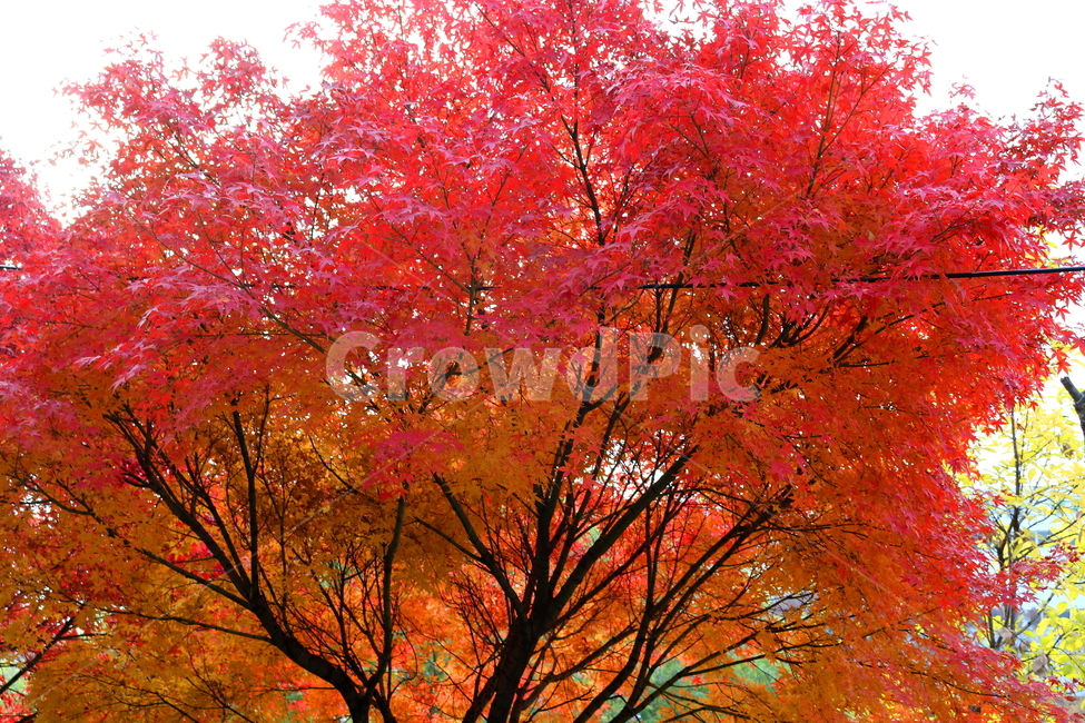 나무,단풍,단풍나무,식물,가을,자연,가을,계절,fall,autumn,season,식물,자연,plants,nature,나무,trees,wood,tree,plant,leaf,잎,maple