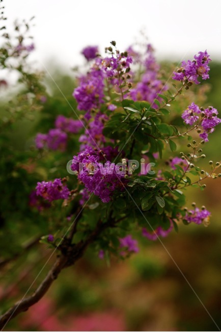나무,꽃,여름,식물,계절,tree,flower
