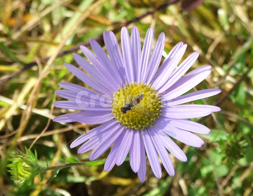 벌레,민들레,꽃등애,꽃,식물,식물,자연,plants,nature,꽃,flower,동물,animal,곤충,벌레,insect,bug