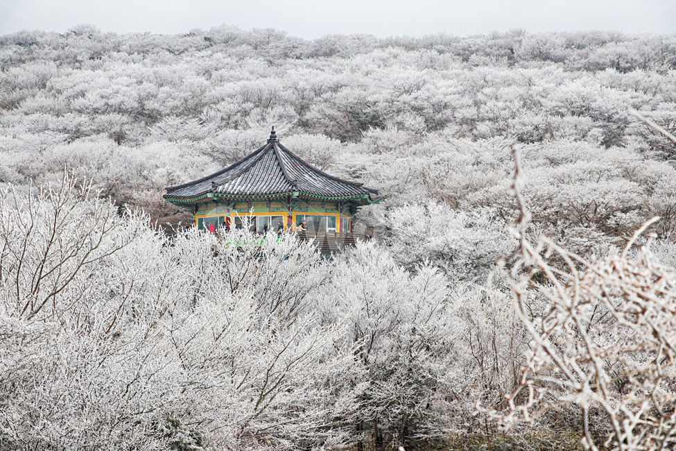 제주도,한라산,1100고지,한라산1100고지,설경,눈꽃,눈,snow,자연,nature,옥외,outdoors