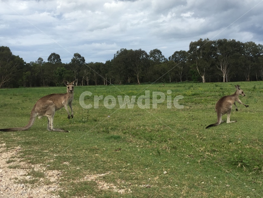 kangaroo,캥거루,wallaby,왈라비,호주,동물,animal,포유류,mammal