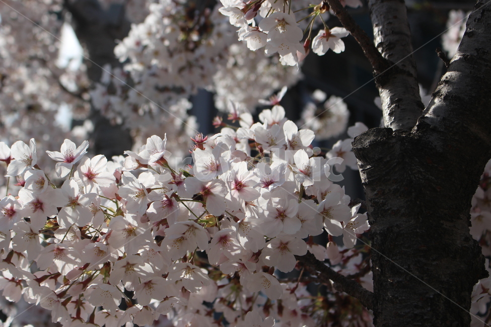 plant,식물,flower,꽃,blossom,cherryblossom,벚꽃