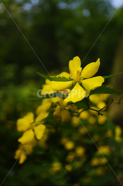 꽃,flower,계절,봄,spring,식물,plant,자연,nature,식물,자연,plants,nature,꽃,flower