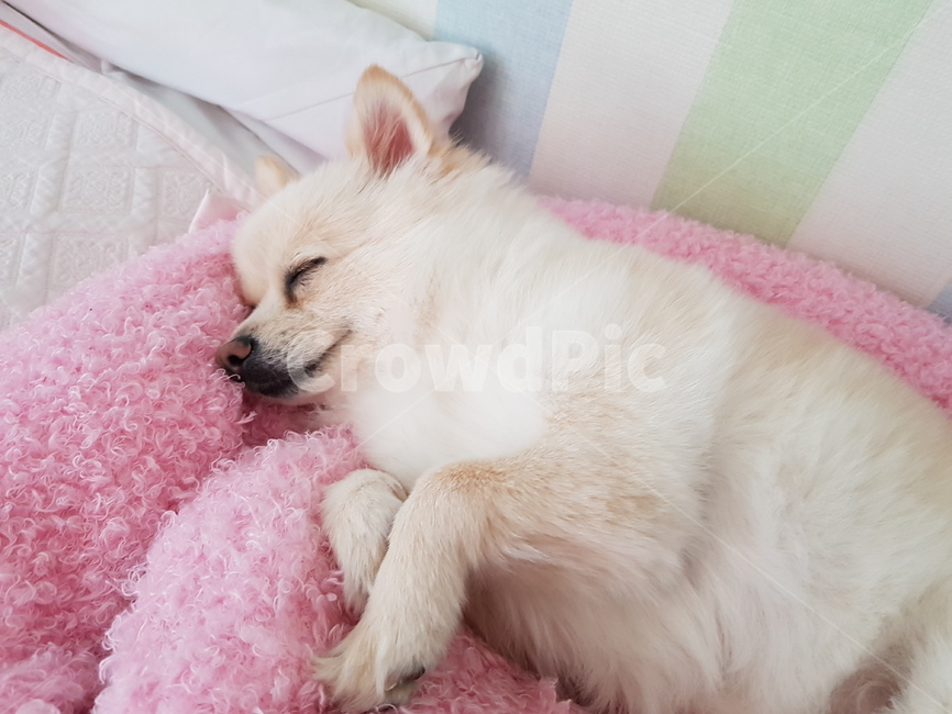 강아지,잠,숙면,개숙면,개편안,동물,animal,포유류,mammal,개,강아지,dog,doggy