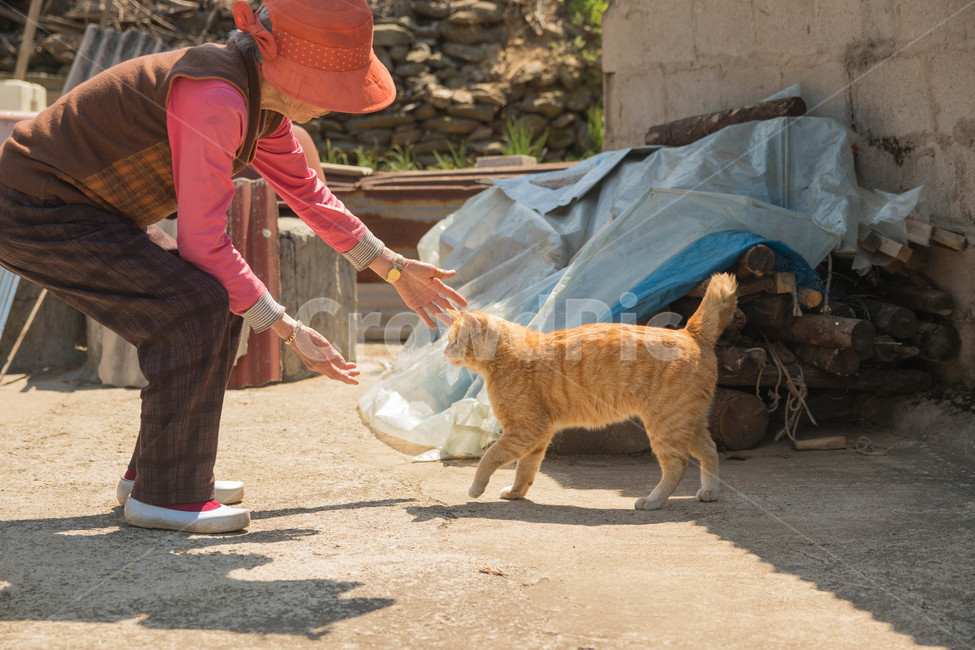 시골고양이,고양이,코리아숏헤어,치즈코숏,cat,시골,반려동물,노란고양이,animalcompanion,animal,길고양이,마당고양이