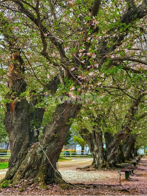 풍경,자연,경치,노을,벚꽃나무,식물,자연,plants,nature,나무,trees,wood