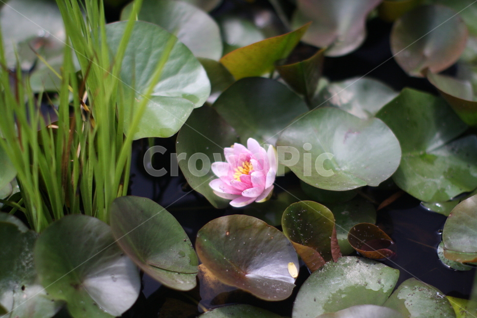 연꽃,연못,분홍연꽃,식물,꽃,수목원,수생식물,분홍꽃,lotus,flower,식물,자연,plants,nature,꽃,flower