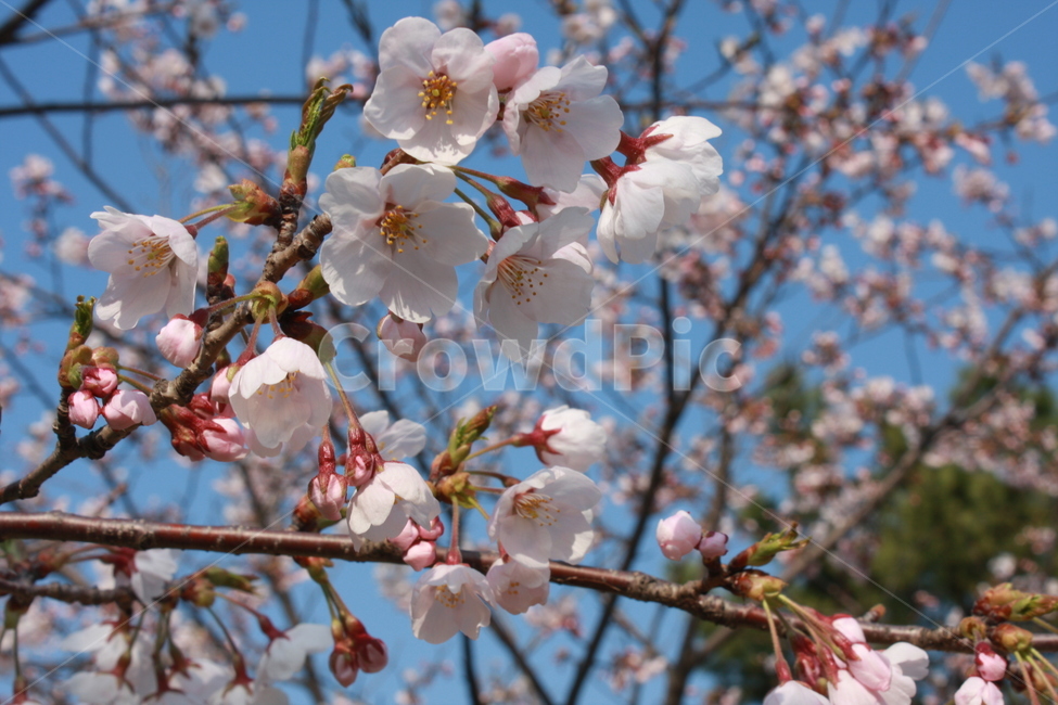 blossom,벚꽃,꽃,flower,cherryblossom,식물,봄,plant,봄,계절,spring,season,식물,자연,plants,nature,꽃,flower,cherry blossom