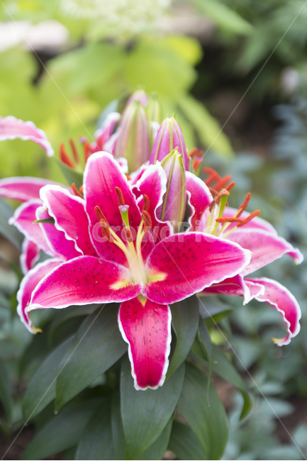 꽃사진,배경,여름,여름꽃,이쁜꽃,식물,자연,plants,nature,꽃,flower