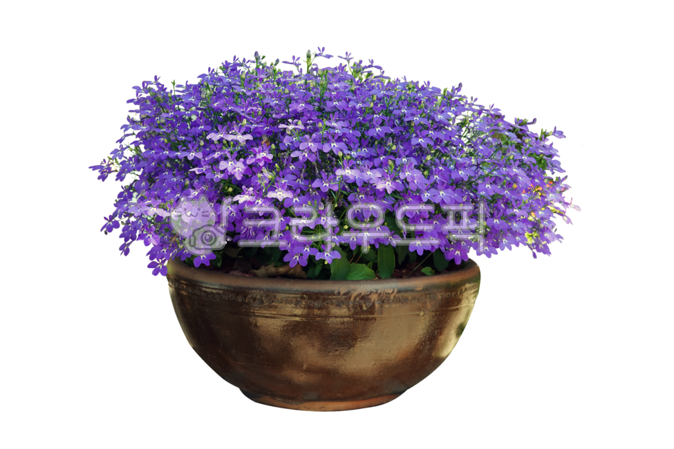 꽃,로벨리아,화분,배경,png,투명배경,누끼,노벨리아,보라색,보라꽃,보랏빛,들꽃,작은꽃,정원,보라색꽃,식물,항아리,flower,lobelia,pottedplant,background,transparentbackground,isolated,nobelia,purple,wildflower,smallflower,garden,purpleflower,plant,pot