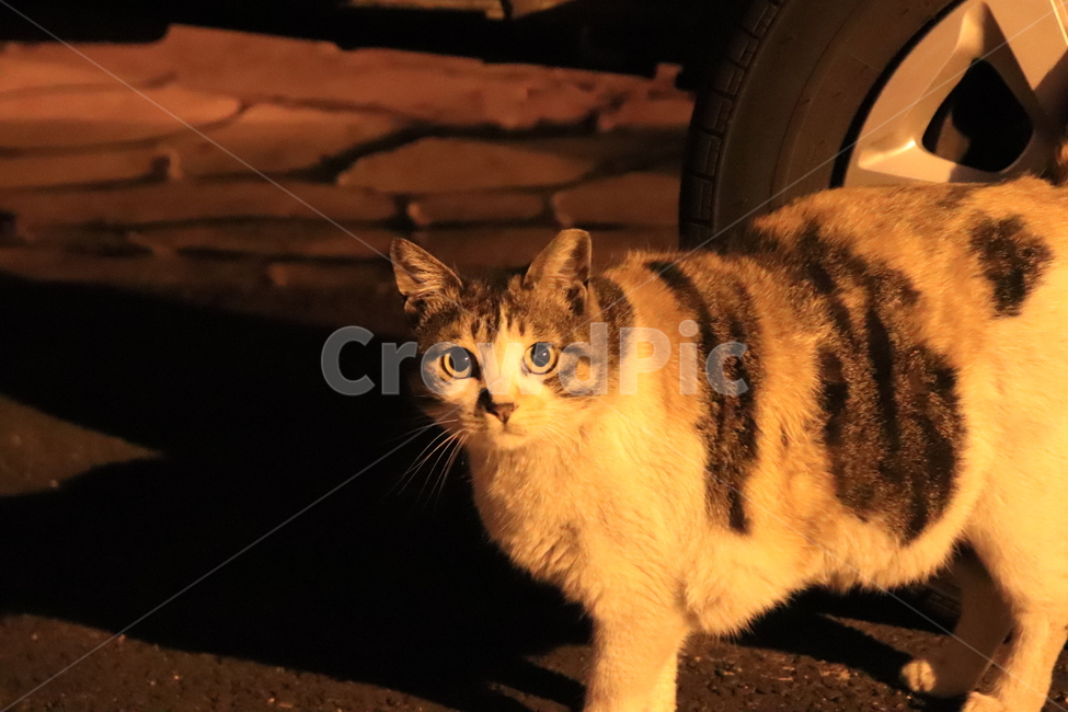 고양이,고양이얼굴,고양이수염,고양이눈,고양이밤