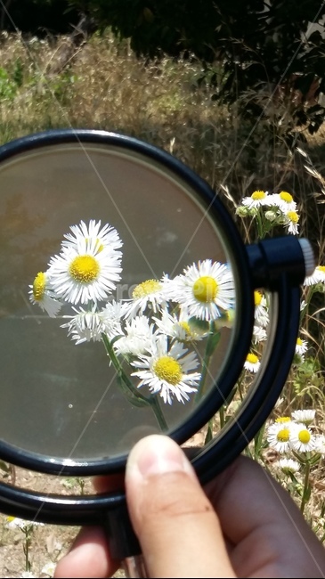 꽃,돋보기,오목랜즈,자연,손,하얀색,잡초,확대,초록색,노랑