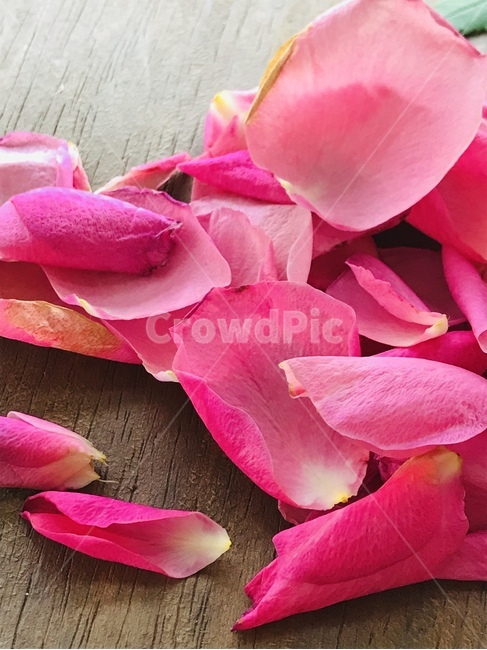 blossom,꽃,식물,petal,꽃잎,핑크장미잎