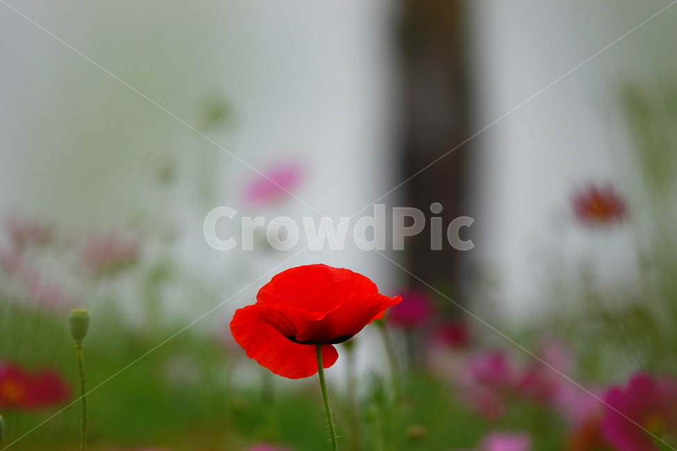 plant,식물,꽃,flower,공원,양귀비,꽃밭