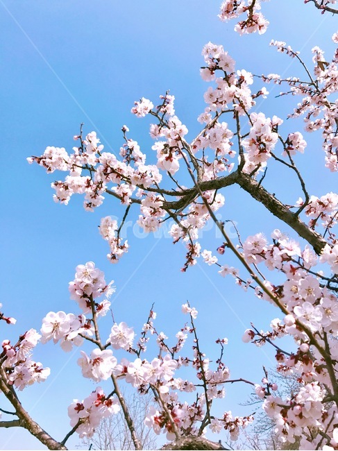 plant,식물,blossom,flower,꽃