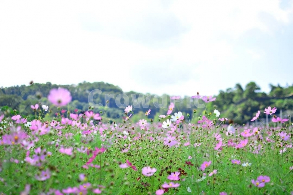 꽃,코스모스,가을,식물,자연,계절,fall,autumn,season,plants,nature,flower,감성,감성사진,느낌,사진,가을꽃,cosmos,cosmosflower,autumnflower,가을,계절,fall,autumn,season,자연,풍경,nature,landscape,식물,plants,꽃,flower,field,들,grassland,목초지,outdoors,옥외