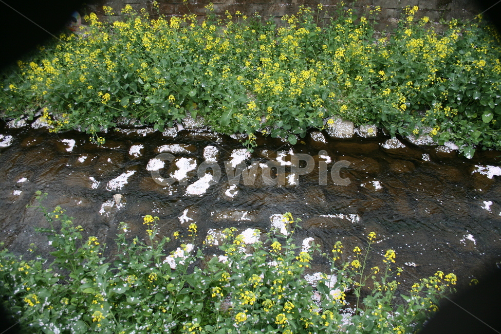복개천,개천,봄꽃,하천,포커스,노란꽃,흐르는물,식물,자연,plants,nature,꽃,flower