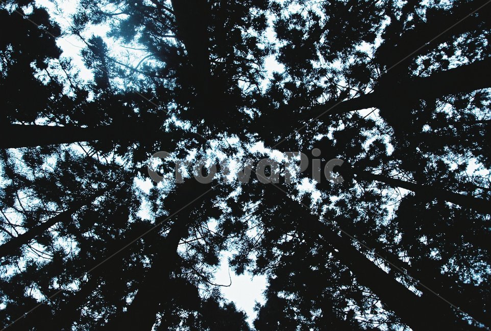 숲,나무,자연,forest,초록