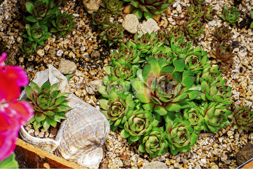 식물,다육이,화분,흙,자갈,소라,plant,꽃,식물,자연,plants,nature