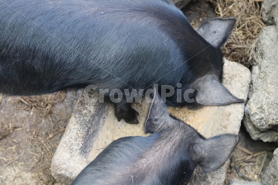 제주도,흑돼지,돼지,동물,검은색,도야지,동물,animal,포유류,mammal